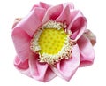 isolated cutout Lotus flowers die cut element transparent background with clipping path Royalty Free Stock Photo