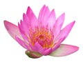 isolated cutout Lotus flowers die cut element transparent background with clipping path Royalty Free Stock Photo