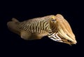 Isolated Cuttlefish Royalty Free Stock Photo