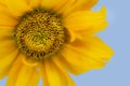 Isolated on cyan sunflower Royalty Free Stock Photo