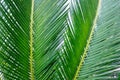 Isolated Cycas leaf plant