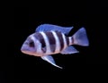 Isolated Cyphotilapia Gibborosa Mikula cichlid Royalty Free Stock Photo