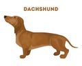 Isolated dachshund dog.