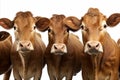 Isolated dairy cattle grazing on a white background with ample copy space for text placement
