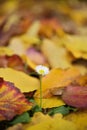 Isolated daisy flower growing out of bed of dead leaves of yellow ironwood tree