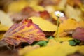 Isolated daisy flower growing out of bed of dead leaves of yellow ironwood tree