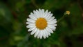 Isolated daisy flower with meticulously hand made clipping path Royalty Free Stock Photo