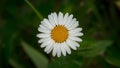 Isolated daisy flower with meticulously hand made clipping path Royalty Free Stock Photo