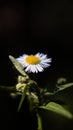Isolated Daisy-like Bloom: Vintage Lens Solitude Royalty Free Stock Photo