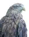 Isolated dark brown eagle portrait Royalty Free Stock Photo