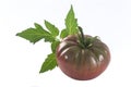 Isolated dark red heirloom tomato Royalty Free Stock Photo
