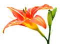 Isolated Day-lily Royalty Free Stock Photo