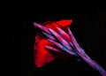 Isolated dazzler canna lilly on black background /Blooming red flower on black background Royalty Free Stock Photo