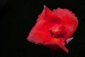 Isolated dazzler canna lilly on black background / red flower on black background Royalty Free Stock Photo