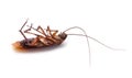 Isolated Dead Cockroach Roach Royalty Free Stock Photo