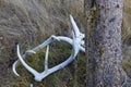 Isolated Dead Deer Wildlife Animal Antler on the Ground