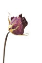 Isolated Dead Rose Royalty Free Stock Photo