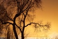 Tree with Sunset Silhouette