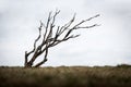 Isolated dead wind-bent tree on Sylt island Gemany Royalty Free Stock Photo