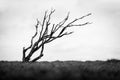 Isolated dead wind-bent tree on Sylt island Gemany - Black and white Royalty Free Stock Photo