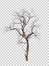 Isolated death tree on transperrent picture background