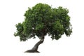 Isolated deciduous small tree on a white background  with clipping path. Cutout tree for use as a raw material for editing work Royalty Free Stock Photo