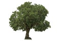 Isolated deciduous small tree on a white background  with clipping path. Cutout tree for use as a raw material for editing work Royalty Free Stock Photo