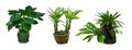 Isolated deciduous small tree on a white background with clipping path use as a raw material for editing work