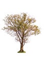 isolated deciduous tree