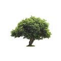 Isolated deciduous tree on a white background  with clipping path. Cutout tree for use as a raw material for editing work Royalty Free Stock Photo