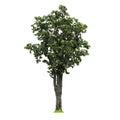 Isolated deciduous tree on a white background with clipping path. Cutout tree for use as a raw material for editing work