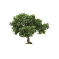 Isolated deciduous tree on a white background  with clipping path. Cutout tree for use as a raw material for editing work Royalty Free Stock Photo