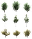 Isolated deciduous tree on a white background, 3D illustration, cg render