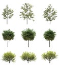Isolated deciduous tree on a white background, 3D illustration, cg render