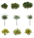 Isolated deciduous tree on a white background, 3D illustration, cg render