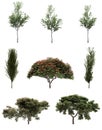 Isolated deciduous tree on a white background, 3D illustration, cg render