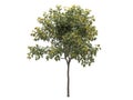 Isolated deciduous tree on a white background, 3D illustration, cg render