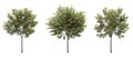 Isolated deciduous tree on a white background, 3D illustration, cg render
