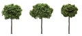Isolated deciduous tree on a white background, 3D illustration, cg render