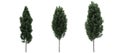Isolated deciduous tree on a white background, 3D illustration, cg render