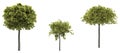 Isolated deciduous tree on a white background, 3D illustration, cg render