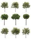 Isolated deciduous tree on a white background, 3D illustration, cg render