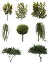 Isolated deciduous tree on a white background, 3D illustration, cg render