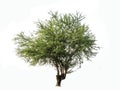 Isolated deciduous tree on a white background, tropical trees isolated used for design, advertising and architecture