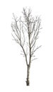 Isolated Deciduous trees But the trunk and branches on a white background with clipping path