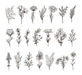 Isolated decorative floral branches. Wildflower twig hand drawn, herb and leaf. Linear organic flowers design elements