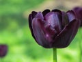 Isolated Deep Purple Tulip with Green Background