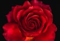 Deep red glowing rose blossom macro on black background Royalty Free Stock Photo