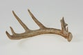 Isolated Deer Antler Royalty Free Stock Photo