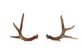 Isolated Deer Antlers